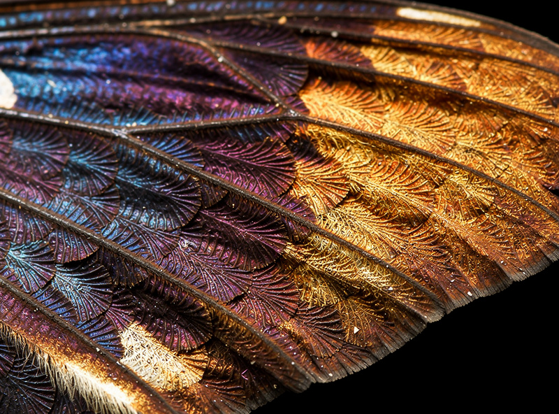 Extreme close-up of a butterfly wing showing individual scales and translucent membrane structure captured at 1:1 macro magnification