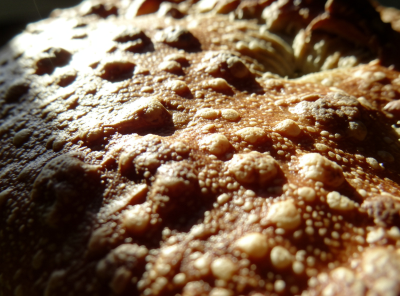 Macro detail of a crackled sourdough crust with blisters catching a low sunstar of window light