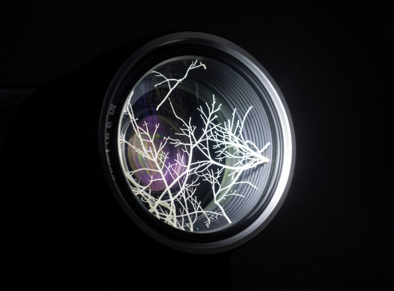 Macro view of branching white fungal threads growing across the internal glass of a camera lens, lit from behind